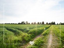  VIELSEITIGES BAUGRUNDST�CK NAHE INGOLSTADT (MISCHGEBIET) - GROSSMEHRING (EFH, DHH)